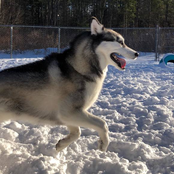 siberianlady